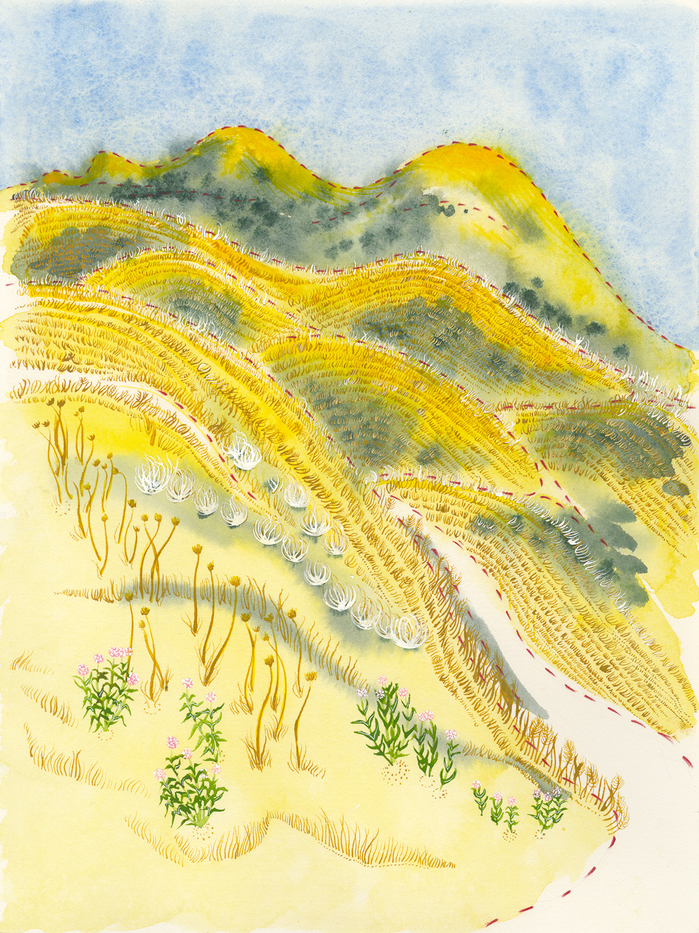 Field Work Field Guide Illustrations Claire Taylor